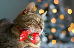 Christmas cat wearing a red bow tie with christmas tree on background.